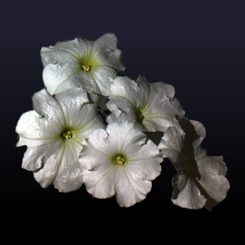 top_w_b_500
